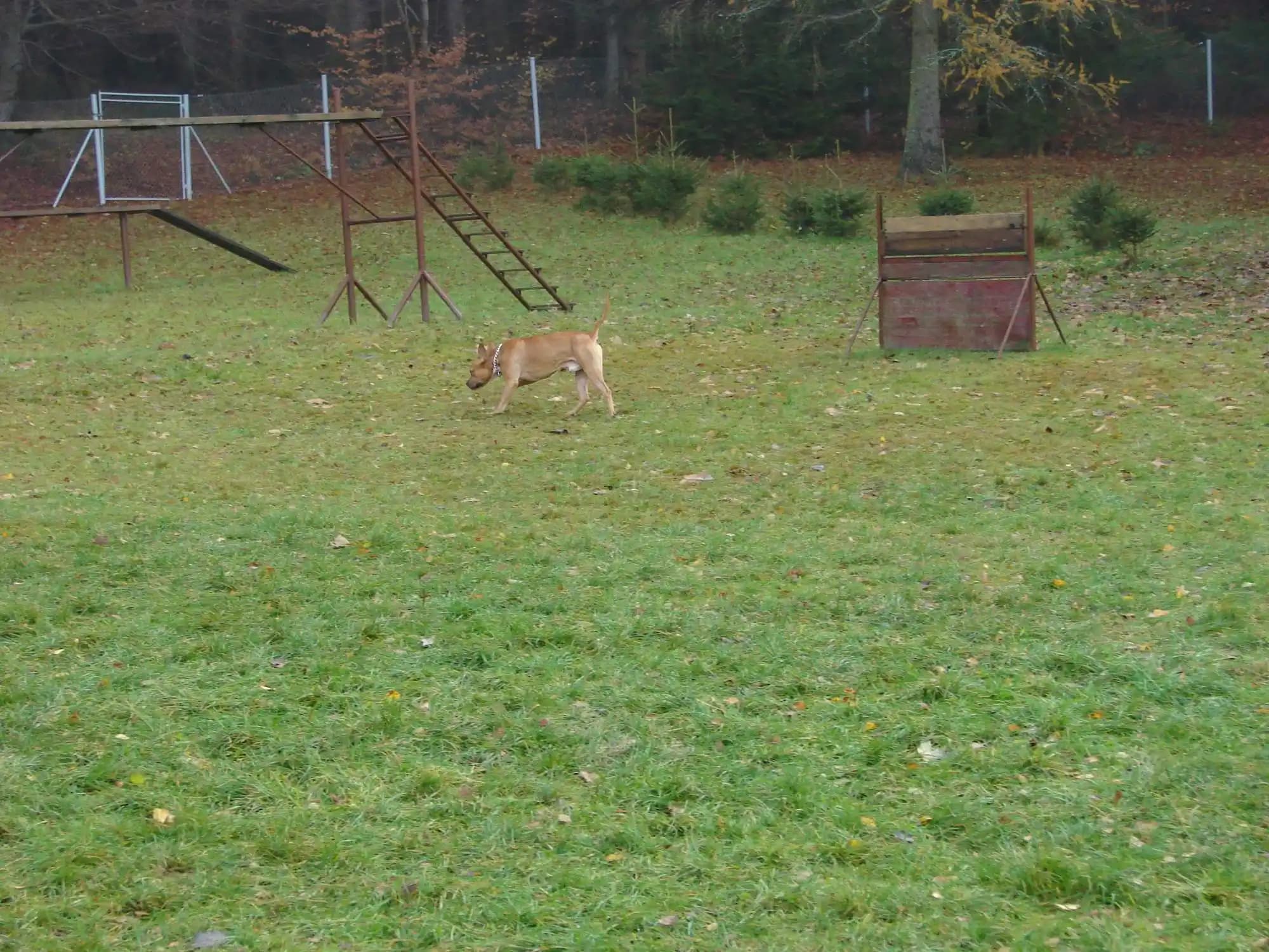 Výcvik podzim, zima 2016