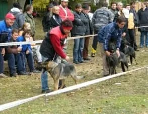 Oblastní speciální výstava NO a psů služebních plemen
