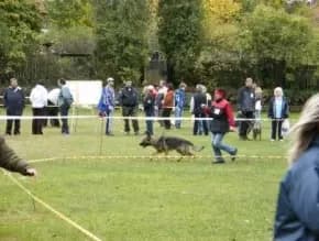 Oblastní speciální výstava NO a psů služebních plemen